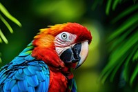 Rainforest parrot animal macaw. 