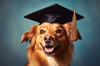 Cute dog in a graduation cap mammal animal pet. AI generated Image by rawpixel.