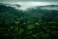 Amazon Rainforest vegetation rainforest outdoors. AI generated Image by rawpixel.