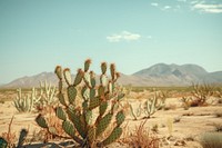A cactus in desert plant outdoors nature. AI generated Image by rawpixel.