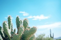 A cactus in desert plant sky tranquility. 