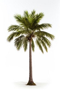 A palm Tree tree plant white background. AI generated Image by rawpixel.
