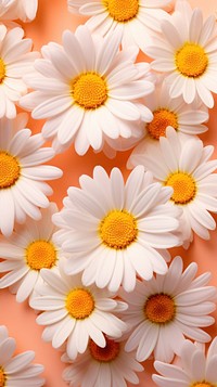 Daisy flowers backgrounds petal plant. AI generated Image by rawpixel.