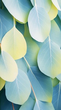 Eucalyptus leaves backgrounds outdoors nature. 