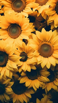 Sunflowers backgrounds petal plant. AI generated Image by rawpixel.