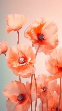 Poppy flowers petal plant rose. AI generated Image by rawpixel.