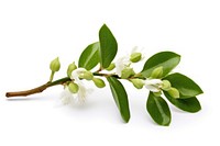 Mistletoe flower blossom plant. AI generated Image by rawpixel.