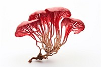 Biology mushroom fungus plant. AI generated Image by rawpixel.