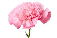 Flower png carnation blossom plant. AI generated Image by rawpixel.