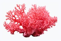 Underwater nature sea white background. AI generated Image by rawpixel.