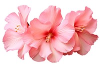 Flower png hibiscus blossom petal. AI generated Image by rawpixel.