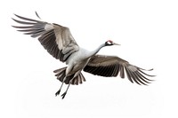 Crane bird animal flying. AI generated Image by rawpixel.