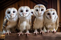 Owl animal bird wildlife. AI generated Image by rawpixel.