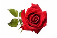 Flower png rose plant red. AI generated Image by rawpixel.