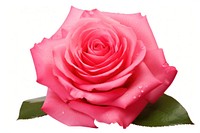 Flower png rose petal plant. AI generated Image by rawpixel.
