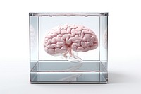 Glass brain white background transparent science. AI generated Image by rawpixel.