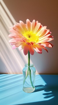 Flower on the table with shadow petal plant daisy. AI generated Image by rawpixel.