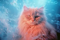 A cute fluffy cat animal mammal kitten. AI generated Image by rawpixel.