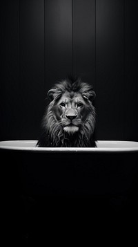 A lion in the bathtub photography portrait mammal. 