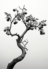 An apple tree plant white fruit. AI generated Image by rawpixel.