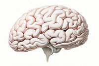 Human brain drawing sketch white background. AI generated Image by rawpixel.