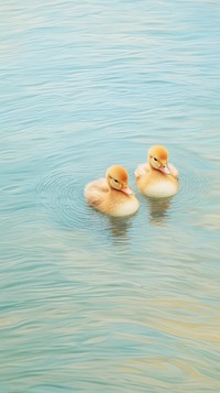 Two duck in lake outdoors swimming nature. 