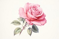 Rose drawing flower plant. AI generated Image by rawpixel.