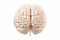 Brain white background outdoors anatomy. AI generated Image by rawpixel.