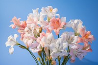 White alstromeria flowers blossom petal plant. AI generated Image by rawpixel.