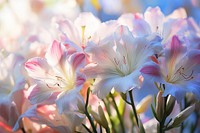 White alstromeria flowers backgrounds outdoors blossom. AI generated Image by rawpixel.
