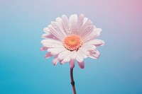 White daisy with pastel blue and pink ink outdoors blossom flower. 