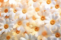 Daisy pattern bokeh effect background backgrounds blossom flower. AI generated Image by rawpixel.