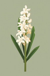 Tuberose flower plant amaryllidaceae. AI generated Image by rawpixel.
