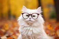 Cat wear glasses portrait animal mammal. AI generated Image by rawpixel.