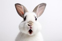 Rabbit portrait animal mammal. AI generated Image by rawpixel.