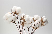 Cotton boll nature cotton white. AI generated Image by rawpixel.