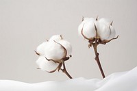 Cotton boll cotton plant white. AI generated Image by rawpixel.