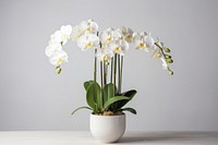 Orchid in pot plant orchid flower white. 