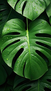 Monstera leaf wallpaper backgrounds plant green. AI generated Image by rawpixel.