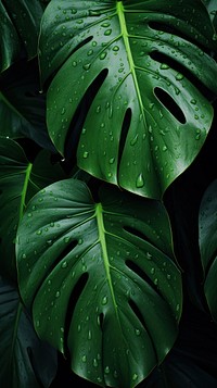 Monstera leaf wallpaper backgrounds plant green. AI generated Image by rawpixel.