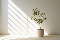 Nature wallpaper windowsill shadow plant. 