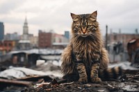 Stray cat city animal mammal. AI generated Image by rawpixel.