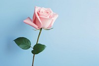 Rose flower plant inflorescence copy space. AI generated Image by rawpixel.