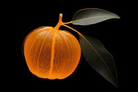 Orange fruit vegetable pumpkin nature. AI generated Image by rawpixel.