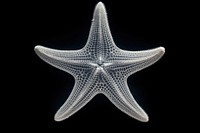 Starfish animal invertebrate echinoderm. AI generated Image by rawpixel.