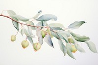 Eucalyptus oil plant leaf tree. AI generated Image by rawpixel.
