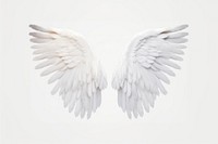 Angel wings angel white bird. 