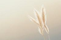 Grass flower plant backgrounds triticale. AI generated Image by rawpixel.