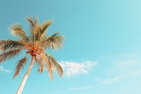 Palm tree under blue sky during daytime outdoors nature summer. AI generated Image by rawpixel.