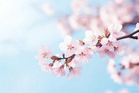 Sakura tree in bloom outdoors blossom flower. AI generated Image by rawpixel.